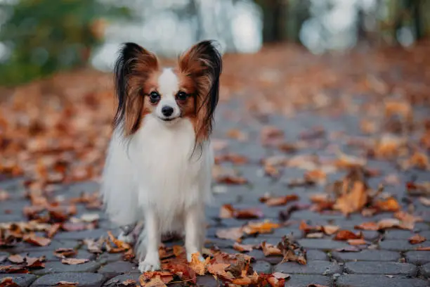 The cute dog with white brown hair is in the autumn covered with orange leaves of the park. Papillon Butterfly Dog
