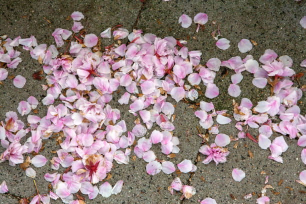 istock Petals of flowering trees 864505360