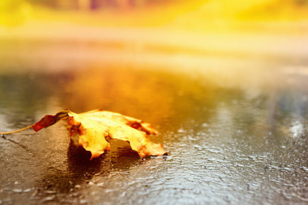 istock Concept design autumnal mood, yellow foliage on a background. 864506904