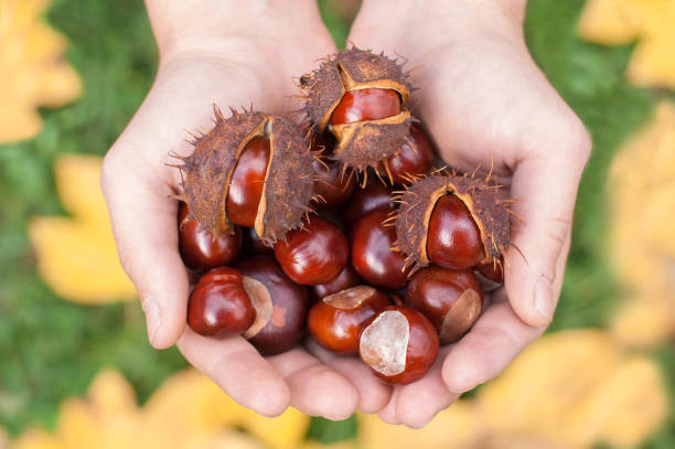 istock Chestnuts in hands on the fallen leaves background. 864507378