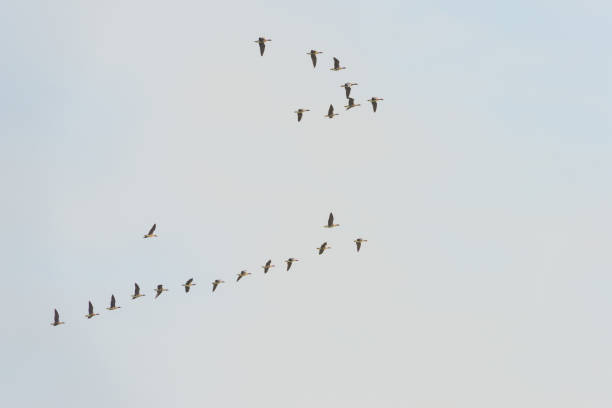 istock Geese flying in a blue cloudy sky in autumn 864508144