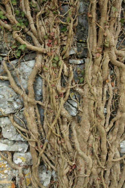 istock roots of ivy on stone wall 864509002