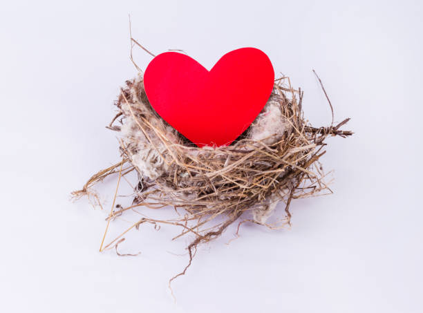 istock bird nest with heart isolated on white background. Design elements for Valentine's day. 864509110