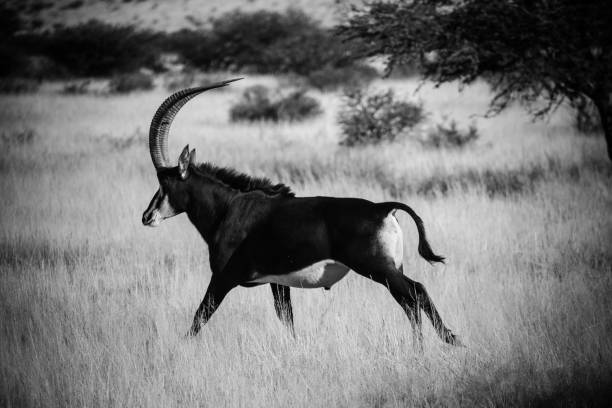 istock Sable antelope in the field on a bright sunny day 864509196