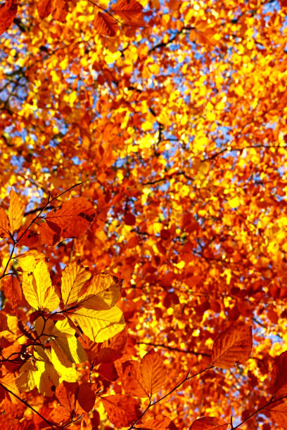 istock Yellow , orange and blue Autumn 864509416