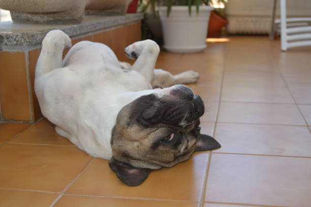 istock French bouledogue close-up 864509444