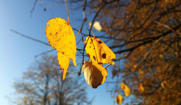 istock Yellow autumn foliage in front of blue sky. 864512106