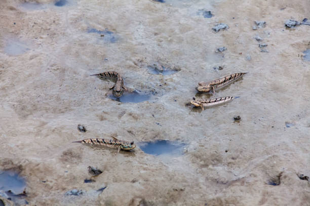 Close up view of real mud skipper by the shore