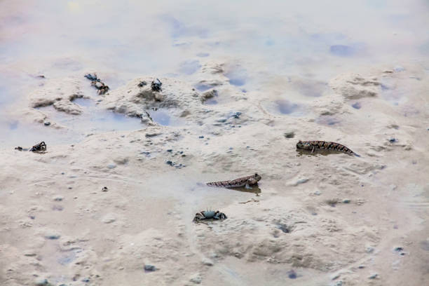 istock Close up view of real mud skipper by the shore 864513464