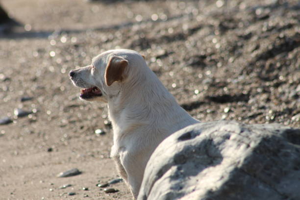 istock dog , beach and sand in summer 864513524