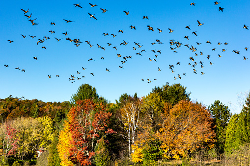 Group of Canada geese flying in formation. Fall landscape. Birds migration