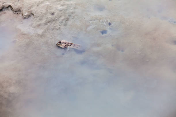 istock Close up view of real mud skipper by the shore 864513570