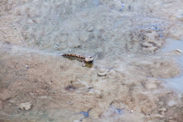 istock Close up view of real mud skipper by the shore 864513652