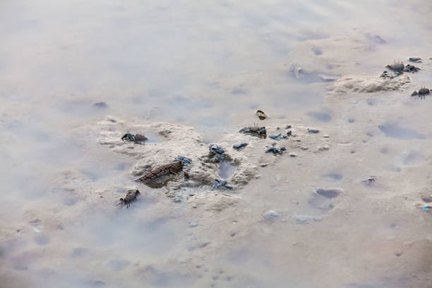 istock Close up view of real mud skipper by the shore 864513732