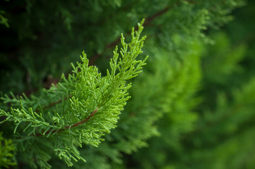 closeup of cypress tree branch in the hedge in garden