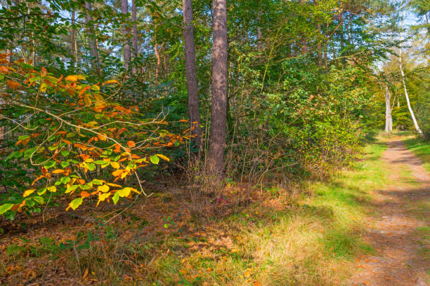 istock Forest in autumn colors in sunlight at fall 864518994