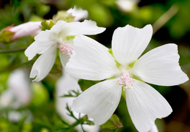 abelmosco (malva moschata) - musk fotografías e imágenes de stock