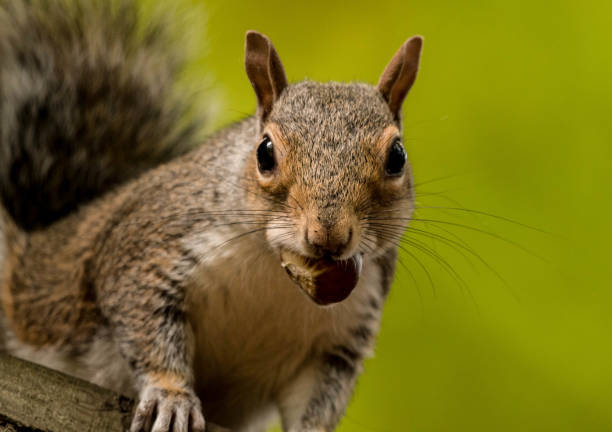 istock cute funny close up grey squirrel holding a chestnut 864520292