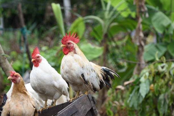 istock thai chicken stand on the old block wood 864520500