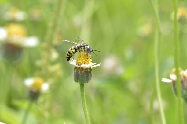 istock yellow jacket wasp perched on the beautiful flower 864520538