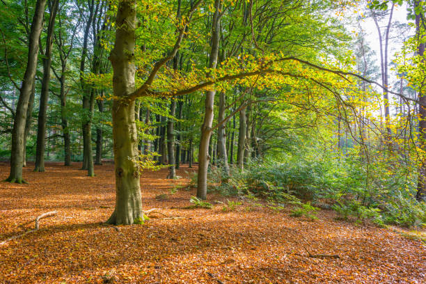 istock Forest in autumn colors in sunlight at fall 864520716