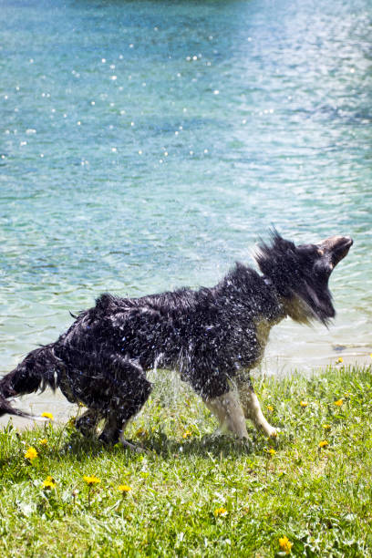 istock the naughty dog 864520856
