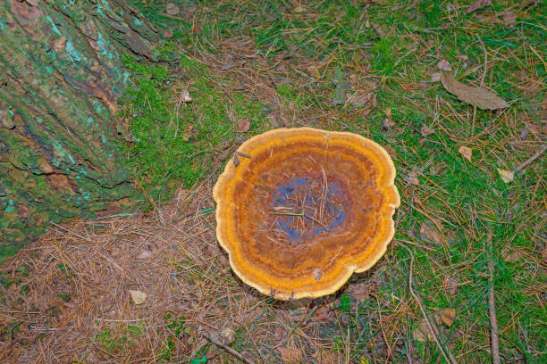 Mushrooms in a forest in autumn