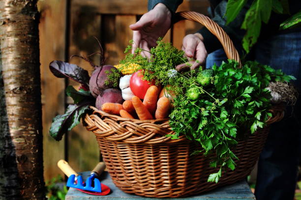 Girl puts vegetables in a basket stock photo