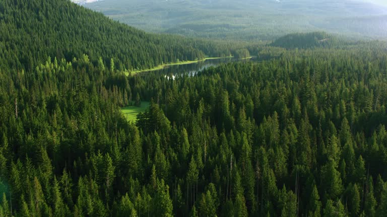 AERIAL Forest and a lake in sunshine