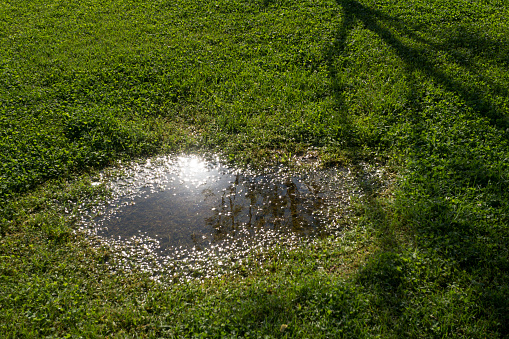 Puddle with sunshine in the grass