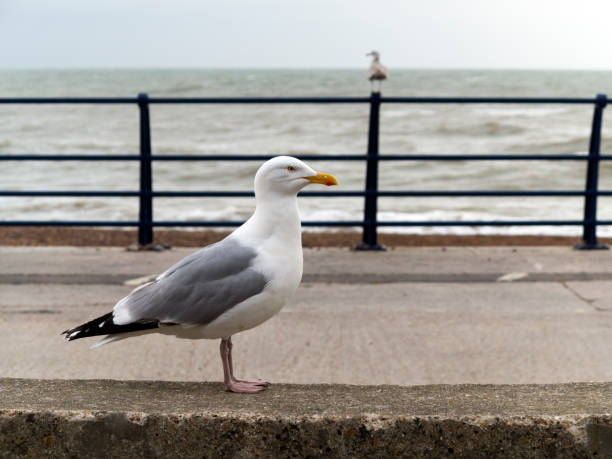 Sea bird  spreads its wings as it prepares to take flight