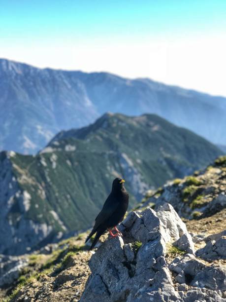 istock Bird on the mountain in Alps 864527280