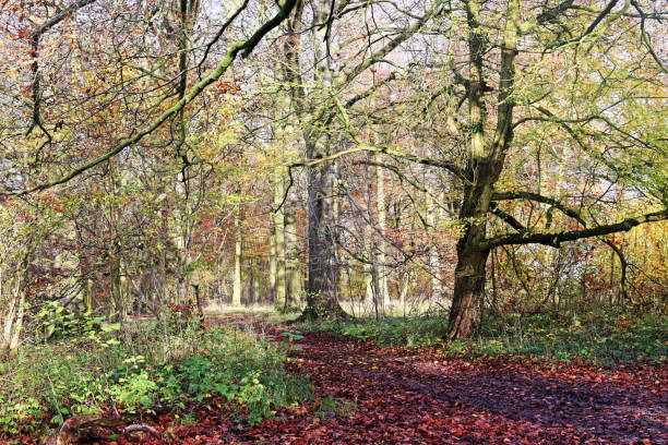 istock November Woodland 864527536
