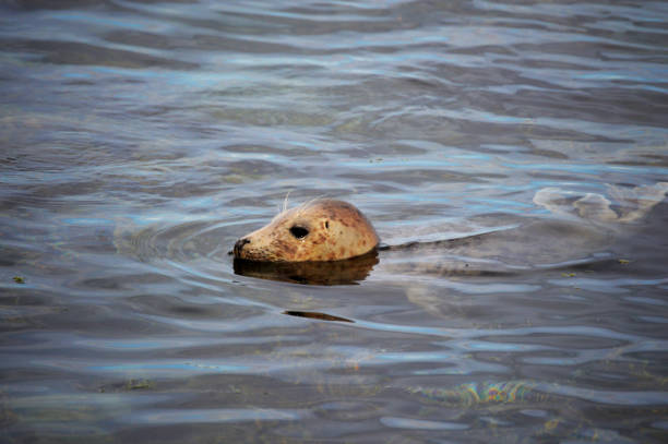 istock Sealion in the North Sea 864528788