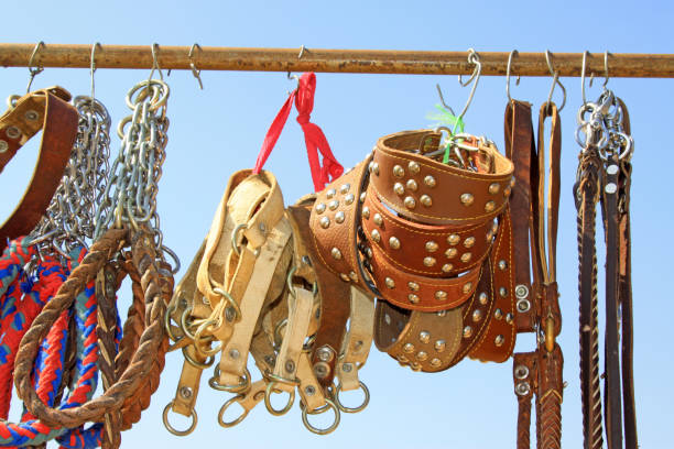 istock pet dog collar leash in a pet tool market, China 864533754