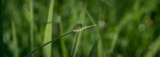 drop of morning dew on grass