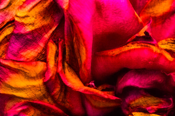 Late life stage gives this rise impressive colors. Shot in garden with natural light.