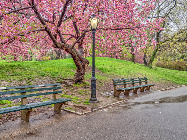 istock Central Park, New York City spring 864543084