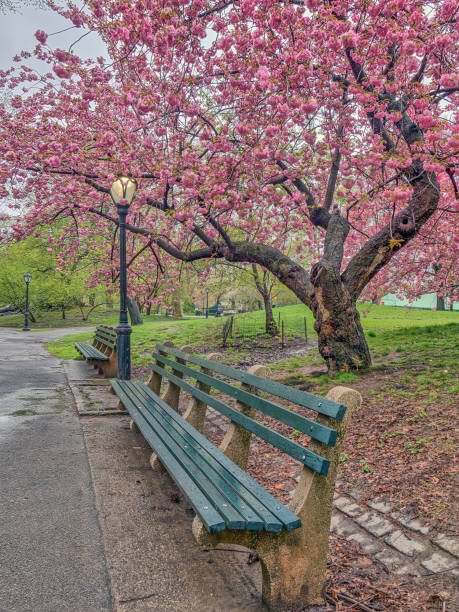 istock Central Park, New York City spring 864544082