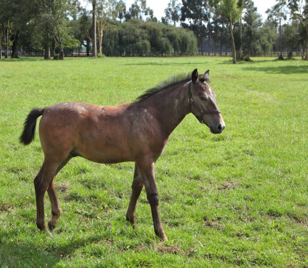 istock Lovely bay colt grazing 864544610