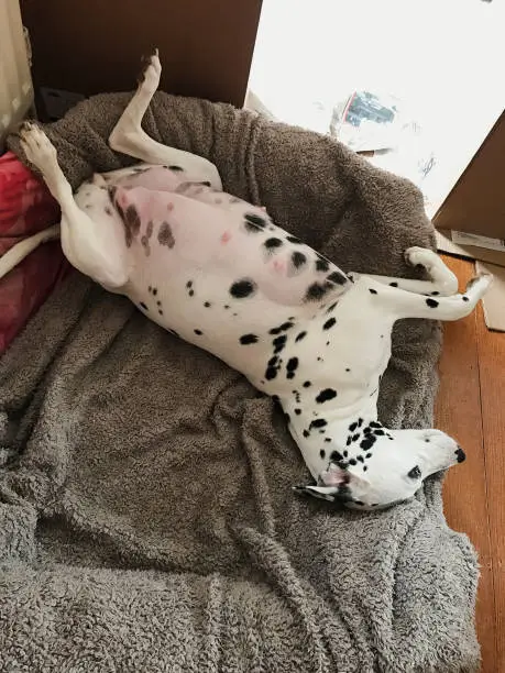 Distressed Dalmatian dog is in bed, ready to give birth to puppies.