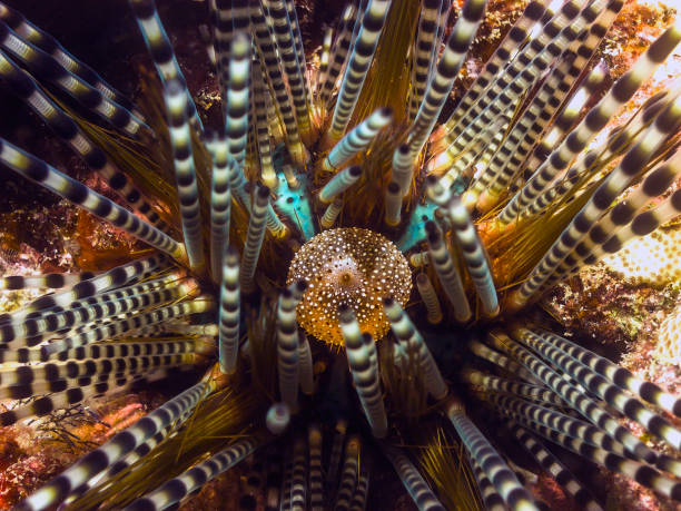 istock coral reef, sea urchid 864545322