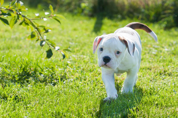 chiot bouledogue américain nature - american bulldog photos et images de collection