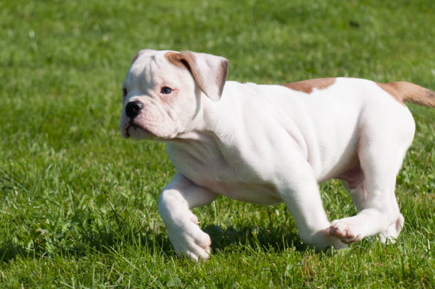 American Bulldog puppy on nature Funny nice white American Bulldog puppy is running on nature american bulldog stock pictures, royalty-free photos & images