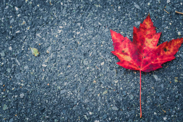 istock Maple Leaf on the road during Autumn Season 864546042