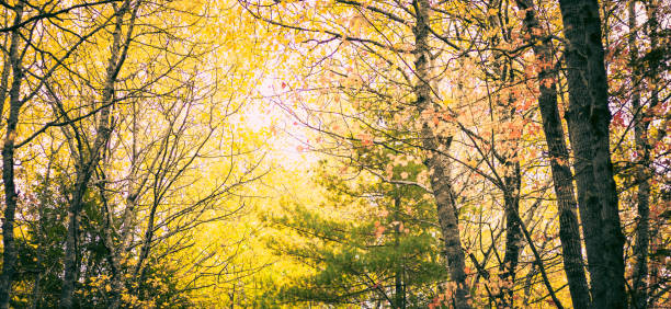 Vibrant Autumn colors on nature's panorama