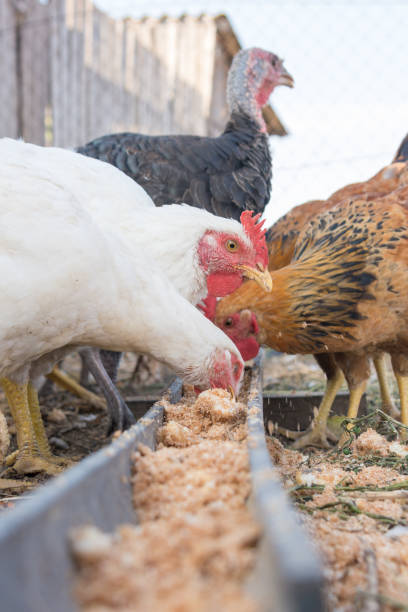 istock Feeding domestic turkeys and chicken 864547902