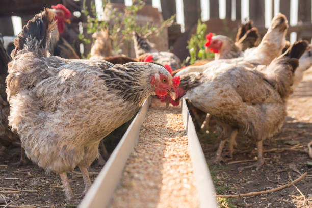 Domestic chickens in the aviary need food from the tray stock photo