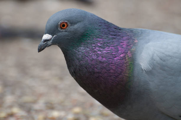 istock attentive dove looking to the camera 864548660