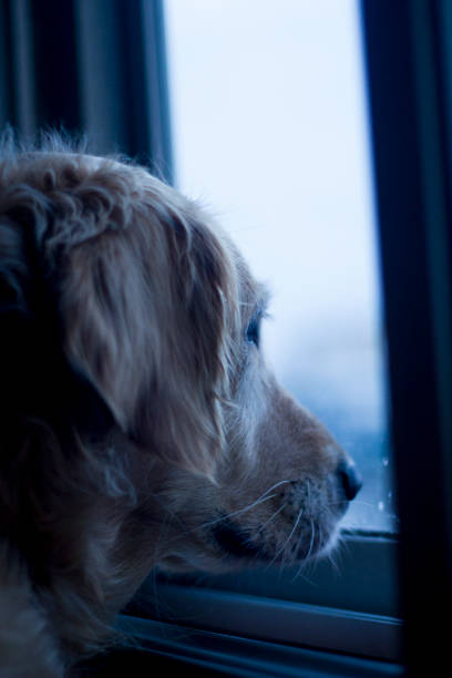 istock A dog looking through the window 864548750